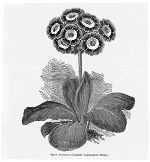 Auricula Prints: Auricula Lancashire Hero