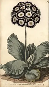 Sydenham Prints: Auricula, Primula auricula
