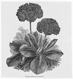 Headed Prints: Auricula Purpurea