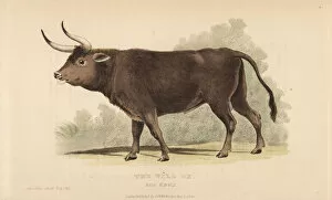 Landseer Collection: Aurochs, Bos primigenius. Extinct