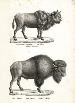 Rudolf Collection: Aurochs (extinct) and American bison