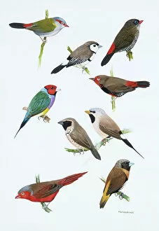 Crimson Collection: Austalian estrildid finches