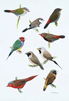 Breasted Prints: Austalian estrildid finches