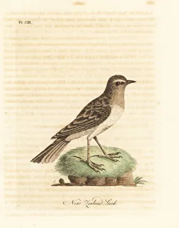Anthus Gallery: Australasian pipit, Anthus novaeseelandiae