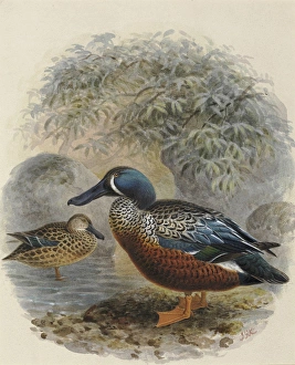 Anas Collection: Australasian Shoveler Kuruwhengi