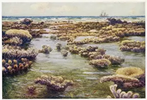 Australia / Barrier Reef