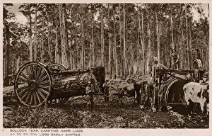 Wide Gallery: Australia - Bullock teams carrying huge Karri logs