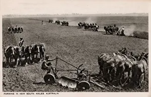 Ploughing Prints: Australia - Farming in New South Wales