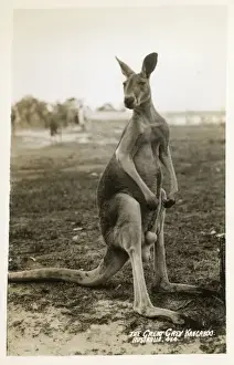 Marsupial Prints: Australia - Great Grey Kangaroo