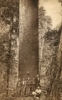 Wood Land Prints: Australia - Mauri Pine, Queensland