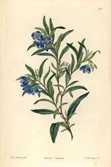 Ornamental Prints: Australian bluebell, Billardiera fusiformis