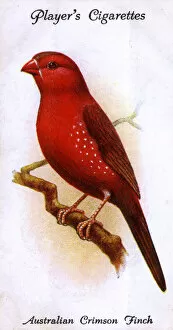 Finch Collection: Australian Crimson Finch