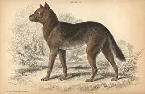 Australian dingo, Canis lupus dingo