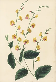 Flowered Prints: Australian flame pea, Chorizema cordatum