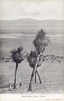 Glauca Prints: Australian grass trees