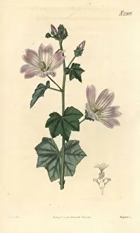 Australian hollyhock, Malva preissiana