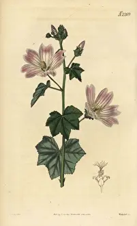 Australian hollyhock, Malva preissiana