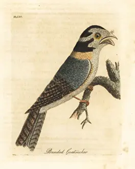 Tawny Prints: Australian owlet nightjar or tawny frogmouth?