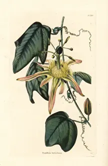Cooke Prints: Australian passion flower, Disemma herbertiana