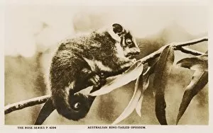 Images Dated 8th November 2016: Australian Ring-Tailed Opossum