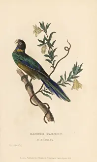 Psittacus Prints: Australian ringneck, Barnardius zonarius