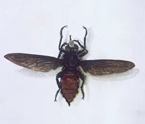 Robber Prints: Australian Robber Fly