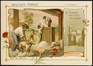 Shearing Prints: Australian Sheep