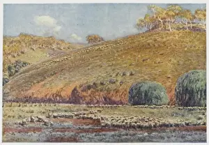 Australian Sheep Run