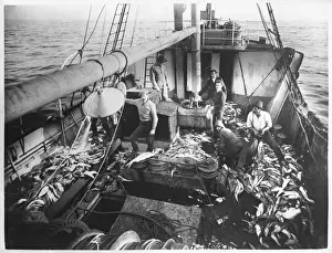 Australian Trawler