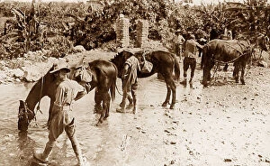 Tommies Collection: Australian troops watering their horses during WW1