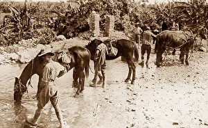 Watering Prints: Australian troops watering their horses during WW1