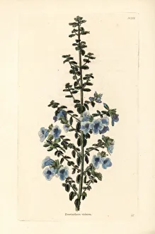Violacea Collection: Australian violet lilac, Prostanthera violacea