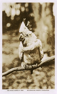 Images Dated 8th November 2016: Australian white cockatoo