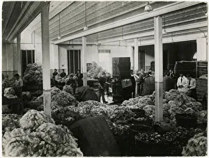 Piles Gallery: AUSTRALIAN WOOL SCHOOL