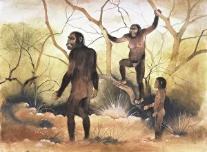 Mammal Gallery: Australopithecus afarensis