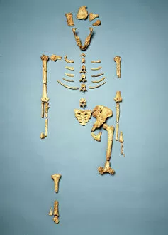 Epitheria Collection: Australopithecus afarensis (AL 288-1) (Lucy)
