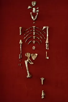 Haplorhini Gallery: Australopithecus afarensis (AL 288-1) (Lucy)