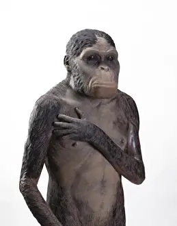 Australopithecus africanus