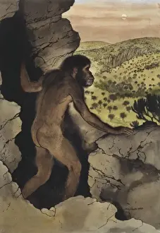 Australopithecus africanus