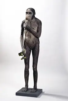 Australopithecus africanus