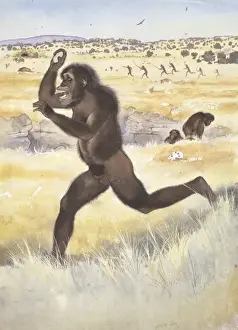 Australopithecus africanus