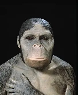 Australopithecus africanus