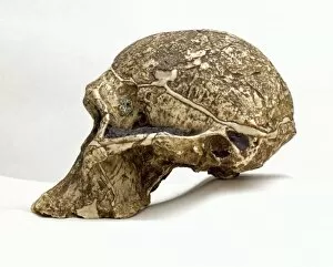 Australopithecus africanus cranium (Sts 5)
