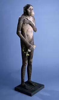 Cenozoic Gallery: Australopithecus africanus model