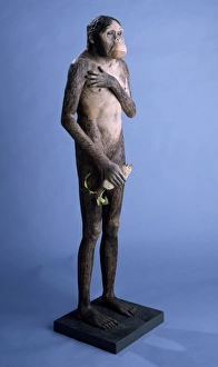Tertiary Period Gallery: Australopithecus africanus model