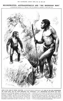 Skull Collection: Australopithecus and the Rhodesian Man