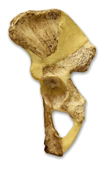 Haplorhini Gallery: Australopithecus sp. hip bone