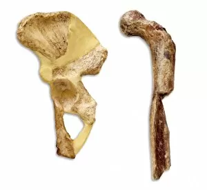 Haplorhini Gallery: Australopithecus sp. thigh & hip bone