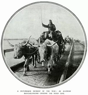 Images Dated 1st December 2017: This Austrian cart is being hauled by bullocks