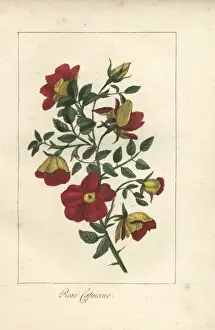 Mlleprudhomme Prints: Austrian copper rose, Rosa foetida